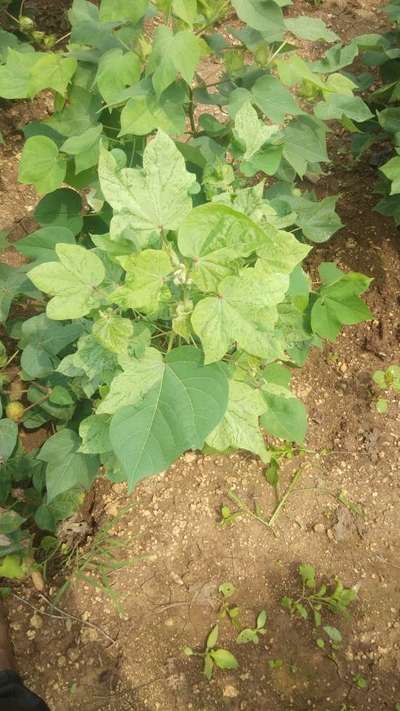 Leaf Variegation - Cotton