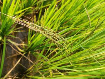 Bacterial Panicle Blight - Rice