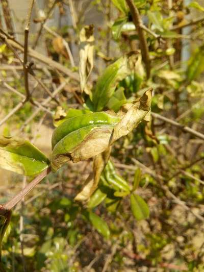 Potassium Deficiency - Pomegranate