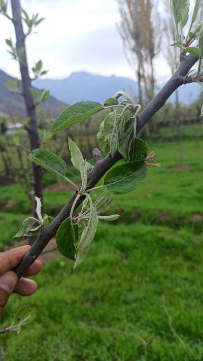 Apple Stem Borer - Apple