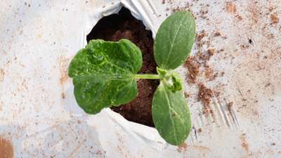 Leaf Miner Flies - Cucumber