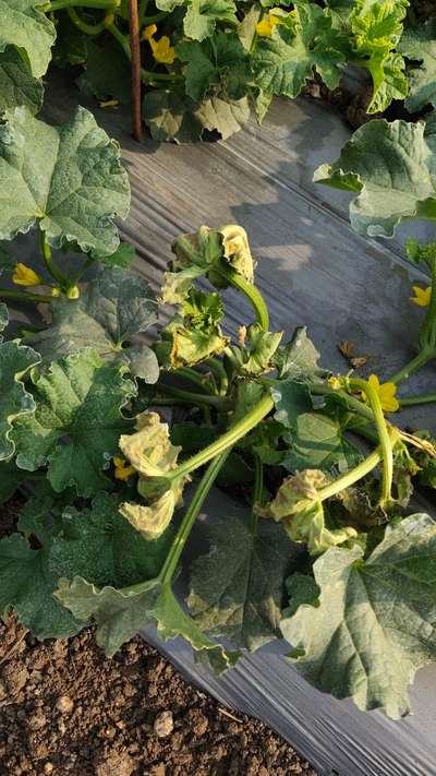 Gummy Stem Blight of Cucurbits - Zucchini