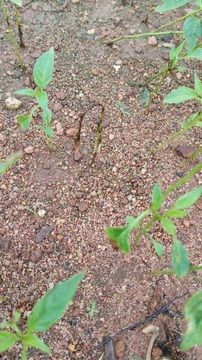 Fusarium Stem Rot - Capsicum & Chilli