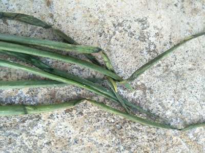 Purple Blotch of Onion - Onion