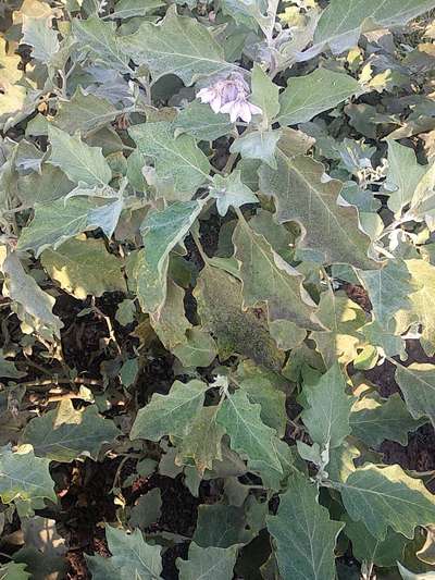 Spider Mites - Brinjal