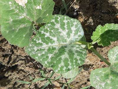 Red Pumpkin Beetle - Cucumber