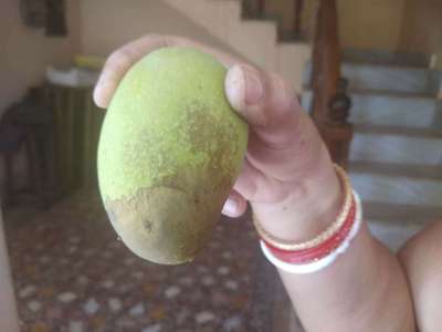 Mango Fruit Borer - Mango