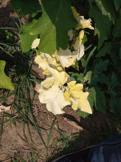 Nitrogen Deficiency - Brinjal