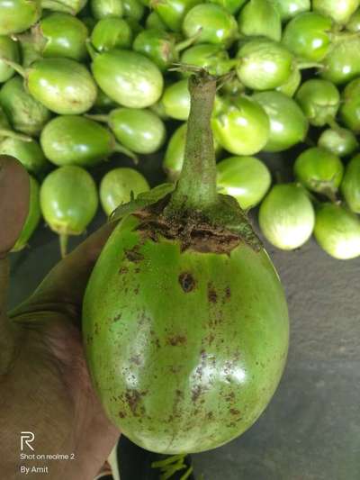 Thrips - Brinjal