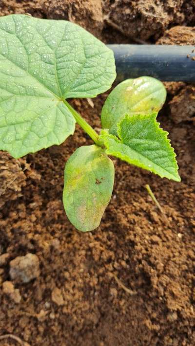 Spider Mites - Cucumber