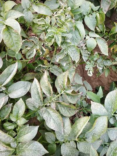 Spider Mites - Potato