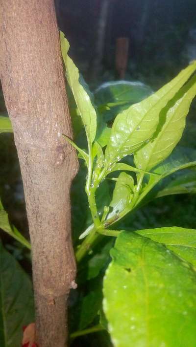 Mosca blanca - Capsicum y chile