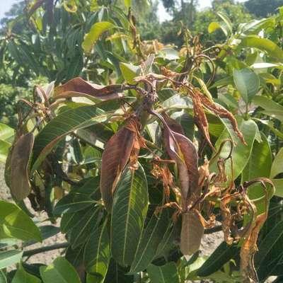 Phosphorus Deficiency - Mango