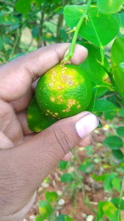 Citrus Leaf Miner - Citrus