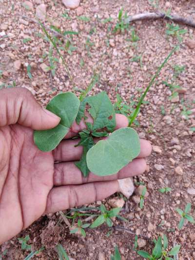 Tobacco Caterpillar - Cotton