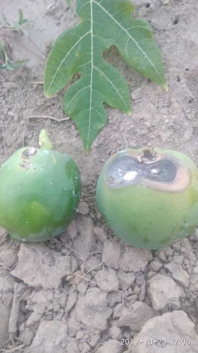 Anthracnose of Papaya and Mango - Papaya