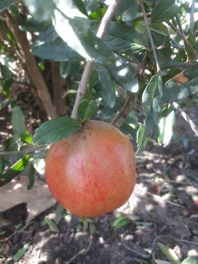 Bacterial Blight of Pomegranate - Pomegranate