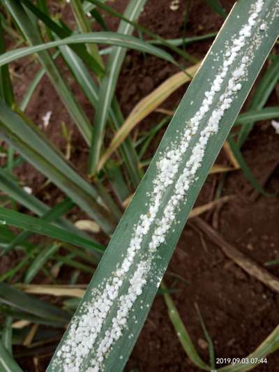 ಮಿಲಿಬಗ್ - ಕಬ್ಬು