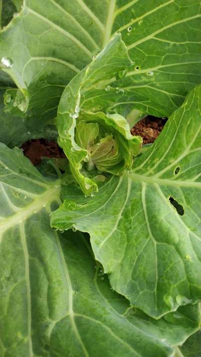 Tobacco Caterpillar - Cabbage