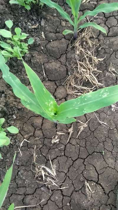 ಚುಕ್ಕೆಯುಳ್ಳ ಕಾಂಡಕೊರಕ - ಮೆಕ್ಕೆ ಜೋಳ