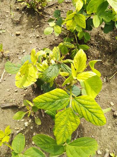 Nitrogen Deficiency - Soybean