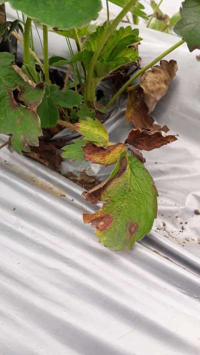 Angular Leaf Spot of Strawberry - Strawberry