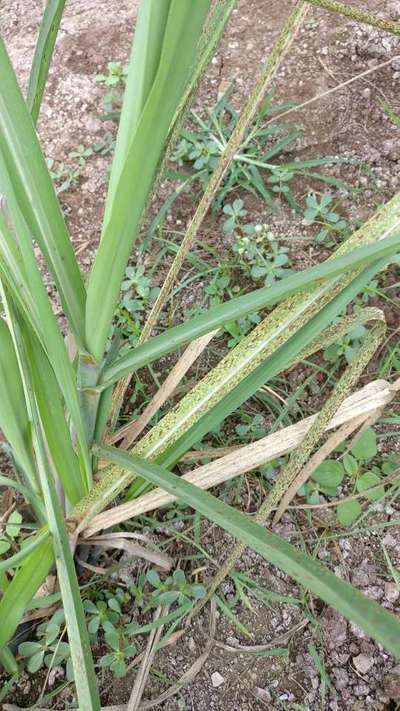 Eyespot of Sugarcane - Sugarcane