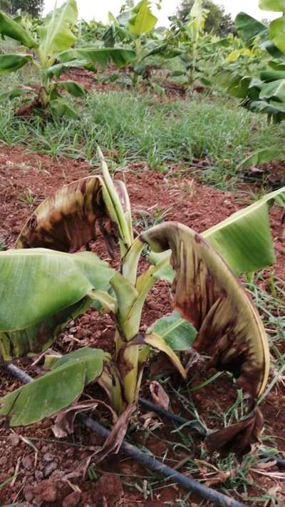 Bunchy Top Virus - Banana