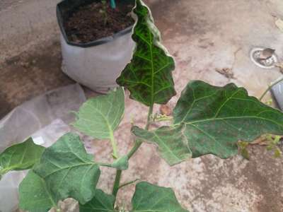 Leafhoppers and Jassids - Brinjal