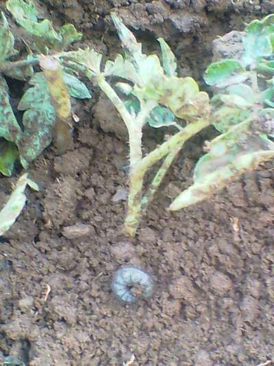 Black Cutworm - Tomato