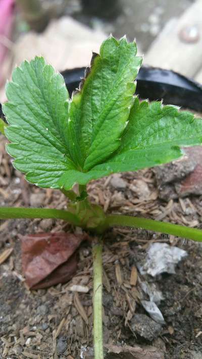 Calcium Deficiency - Strawberry