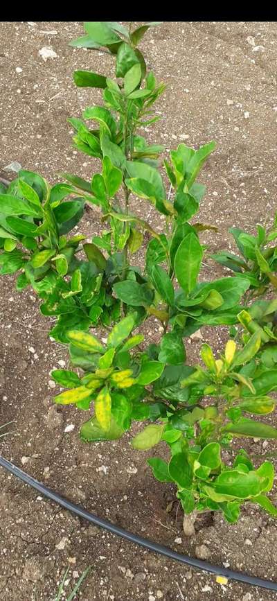 Citrus Greening Disease - Citrus