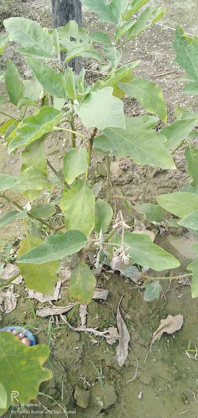 Brinjal Shoot and Fruit Borer - Brinjal