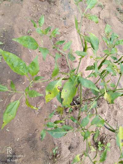 Chilli Cercospora Leaf Spot - Capsicum & Chilli