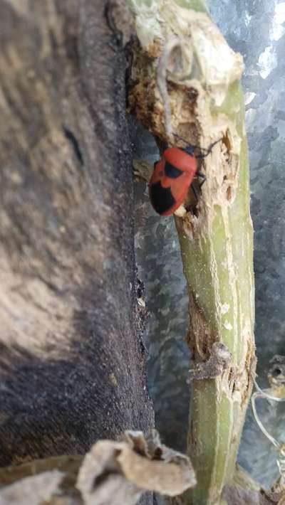 Red Cotton Bug - Citrus