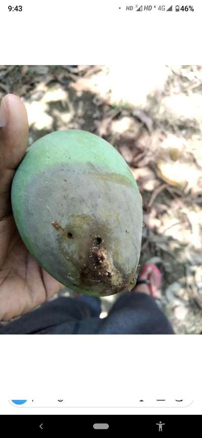 Mango Fruit Borer - Mango