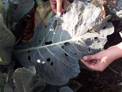 Flea Beetles - Cabbage