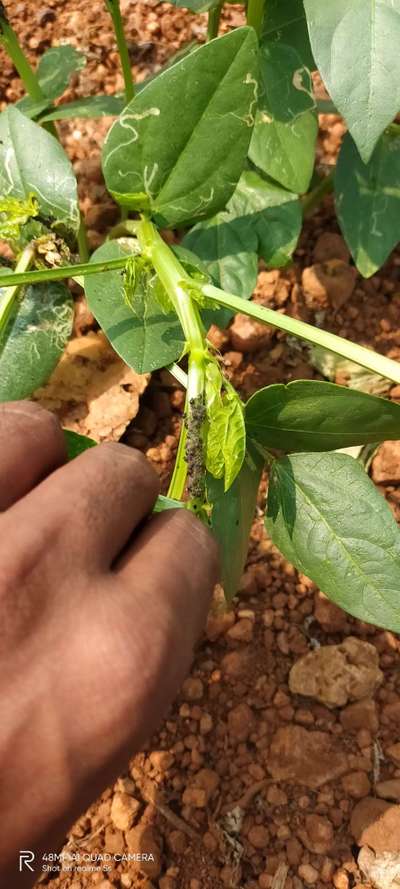 ಕರಿಹೇನು ರೋಗ(ಅಫಿಡ್) - ಉದ್ದಿನ ಬೇಳೆ & ಹೆಸರು ಬೇಳೆ
