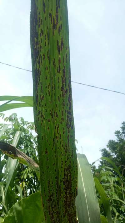 Ring Spot of Sugarcane - Sugarcane