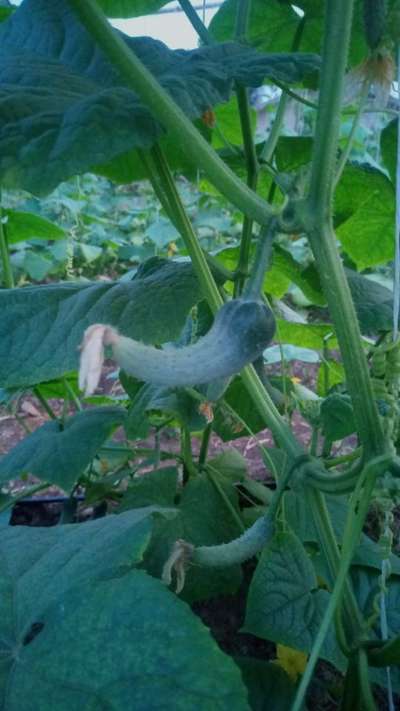 Boron Deficiency - Cucumber