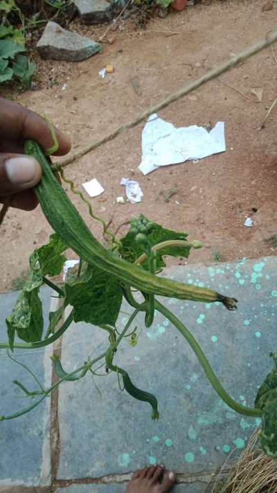 Blossom End Rot - Cucumber