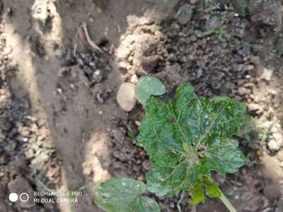 Red Pumpkin Beetle - Okra