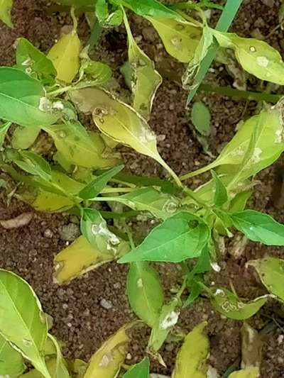 Chilli Cercospora Leaf Spot - Capsicum & Chilli