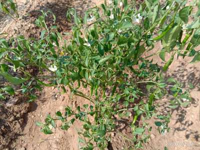 Bacterial Wilt - Capsicum & Chilli