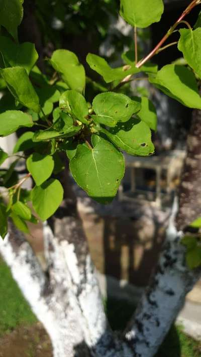 Flea Beetles - Apricot