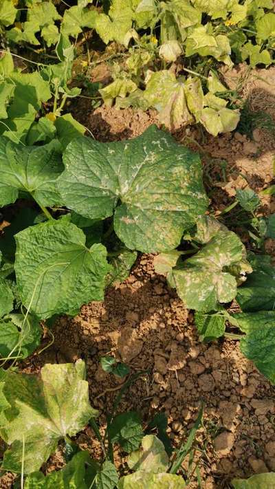 Flea Beetles - Cucumber