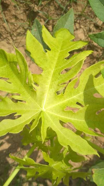 Iron Deficiency - Papaya