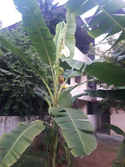 Boron Deficiency - Banana