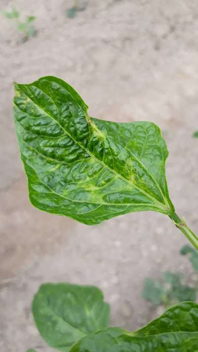 সাধারন লাল মাকড় - শিম