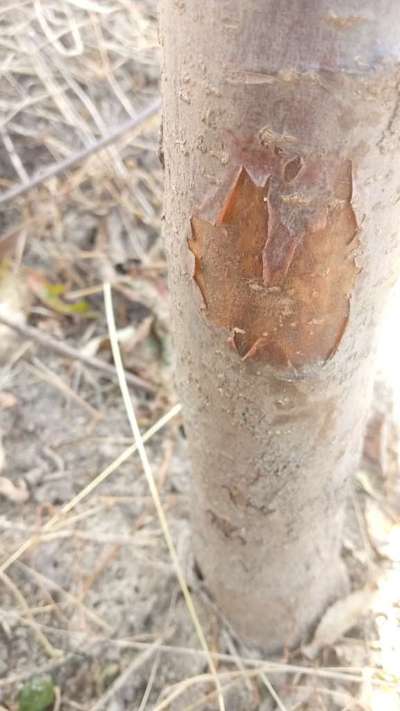 Dieback of Stone Fruit - Apple